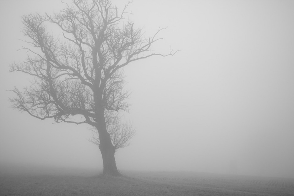 Tree Fog Mysterious Lonely Mood Creepy Forest