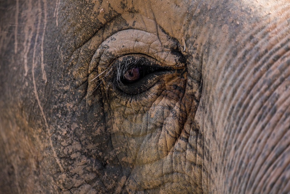 elephant-3264041_1920-1