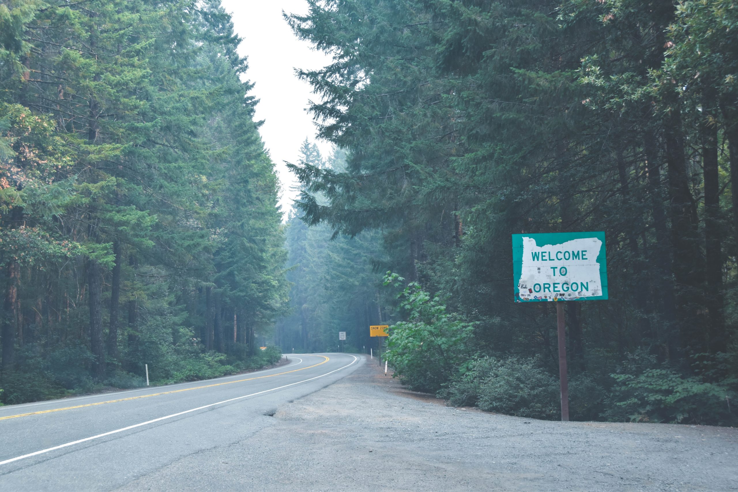 road going through a green forest in the PNW