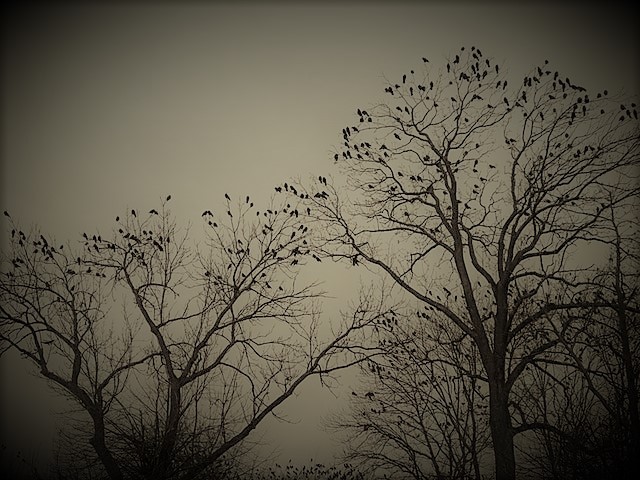 bare branches of trees against gray sky