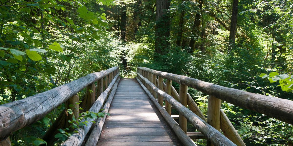 log bridge in green forest