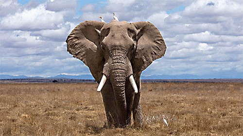 large elephant with tusks and two white birds on its head